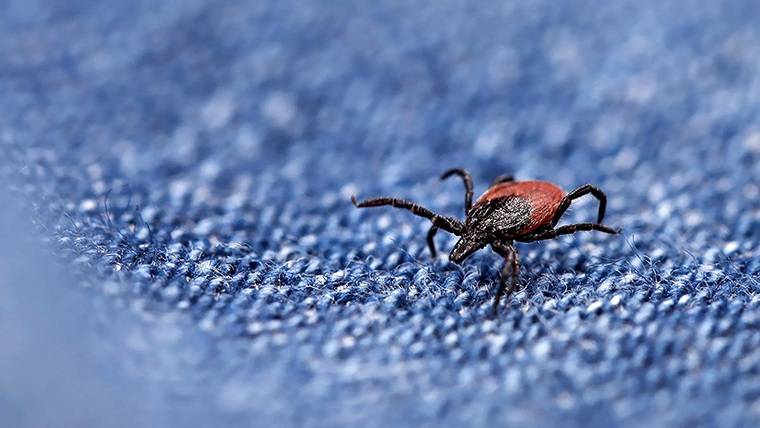 Tick