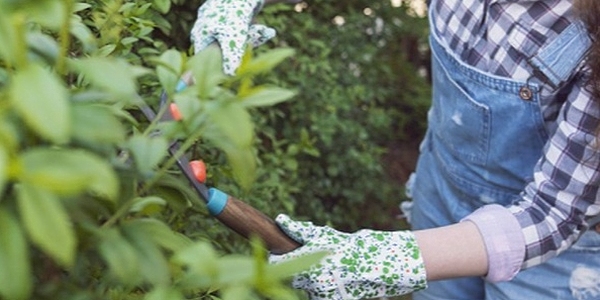how-to-get-rid-of-ticks-from-your-body-clothes-house-and-yard-600x300