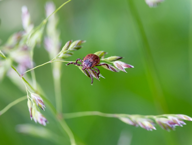 tick-on-plant-820x620