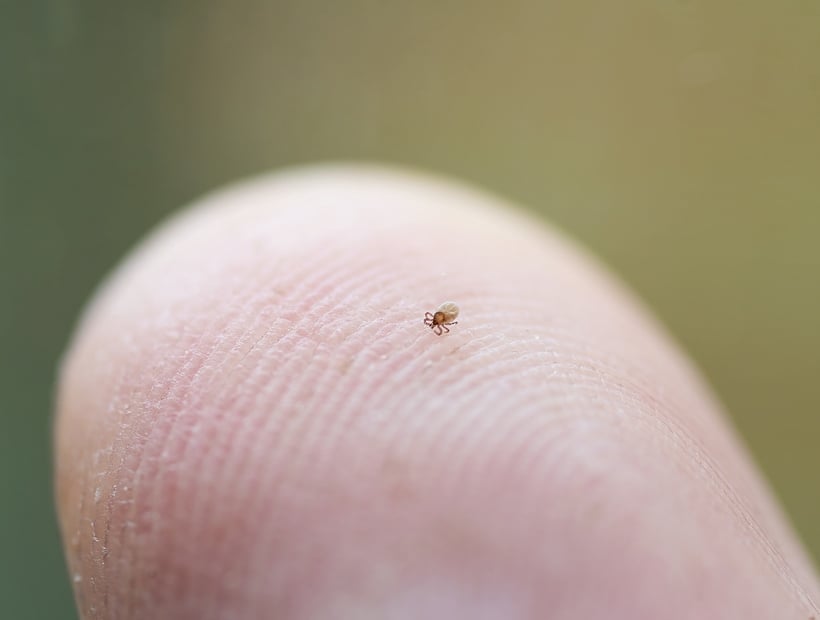 tick-on-tip-of-finger-820x620
